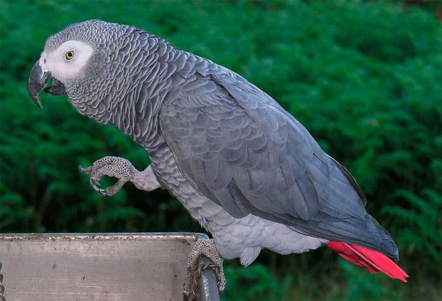 congo-african-grey.jpg