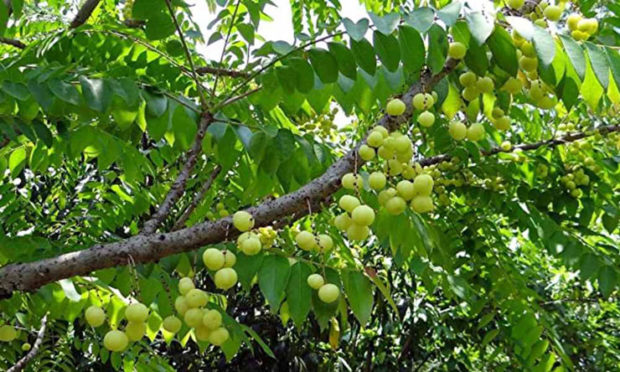 ನೆಲ್ಲಿಕಾಯಿ ವೈವಿಧ್ಯ