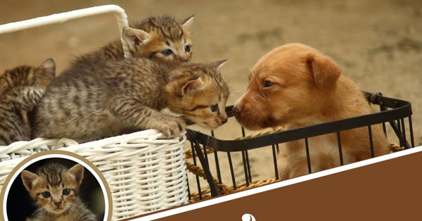 animal care trust pets adoption camp in mangaluru on feb 17-2