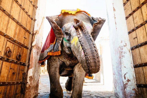 20150909.indian-wedding-elephant-10001