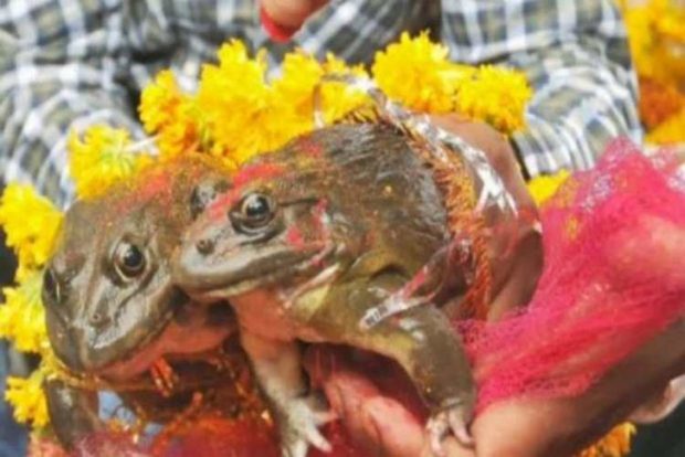 Frog-wedding