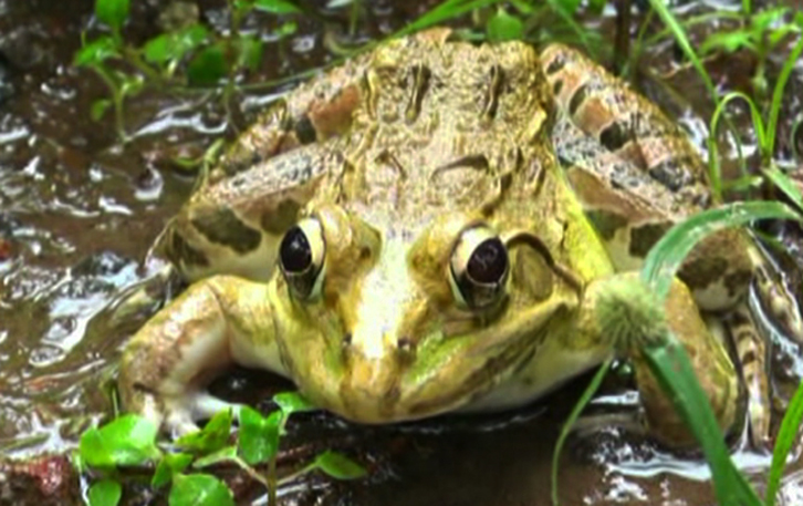 Wildlife smuggling: Indian bullfrog caught, sold in Goa as delicacy ...