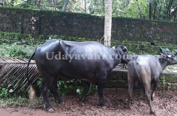 Ullal cattle trafficking 2