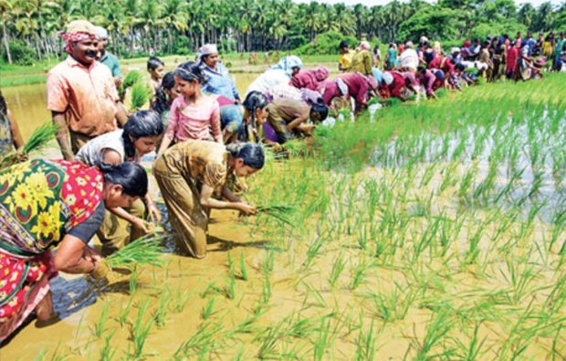 krishi-pata