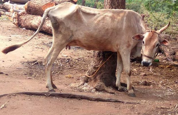 ಕೂಲ್‌ ಕೂಲ್‌: ಬೇಸಗೆಯಲ್ಲಿ ಜಾನುವಾರುಗಳ ಆರೈಕೆ