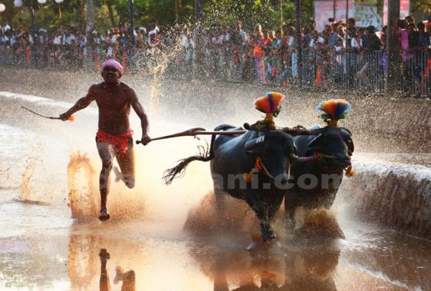 ಬಂಗಾಡಿ ಸೂರ್ಯ ಚಂದ್ರ ಜೋಡುಕೆರೆ ಕಂಬಳದ ಫಲಿತಾಂಶ ಪ್ರಕಟ