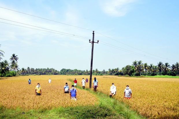 ಲಾಕ್‌ಡೌನ್‌: ಭತ್ತ ಕಟಾವಿಗೂ ಅಡ್ಡಿ, ಆತಂಕ