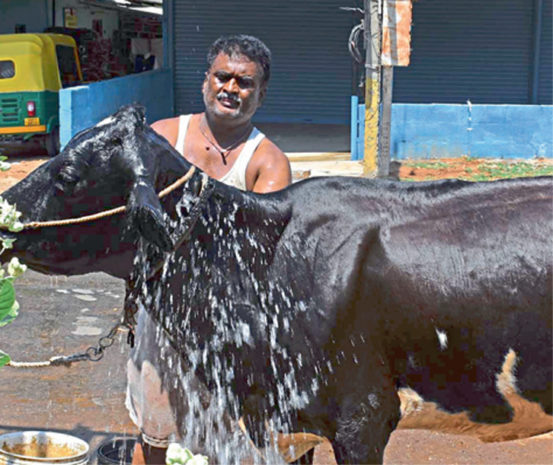 ಆಹಾರ ಕೊರತೆ: ಹಸುಗಳ ಮೂಕ ರೋದನ