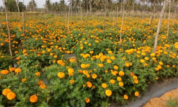 500 ಕೋಟಿ ರೂ.ಹೂವು ನಷ್ಟ!