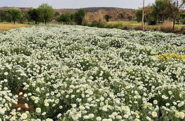 ಹೂ ಬೆಳೆಗಾರರಿಗೆ 75 ಕೋಟಿ ರೂ.ನಷ್ಟ