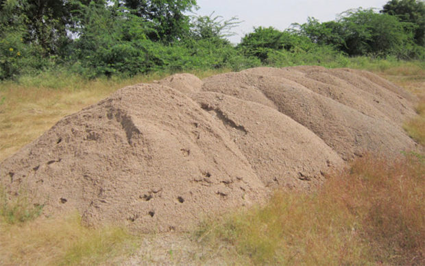 ಮರಳು ಅಕ್ರಮಕ್ಕೆ ಕೋವಿಡ್ 19  ಬ್ರೇಕ್‌