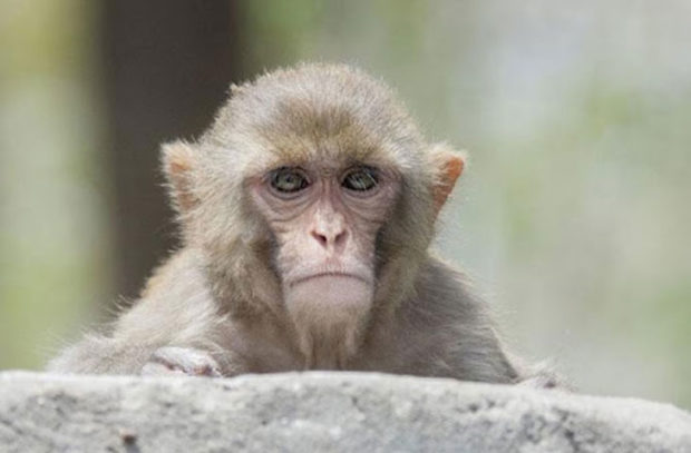 ಮಂಗನ ಕಾಯಿಲೆ:ಮತ್ತೆ ಆರು ಜನ ಗುಣಮುಖ