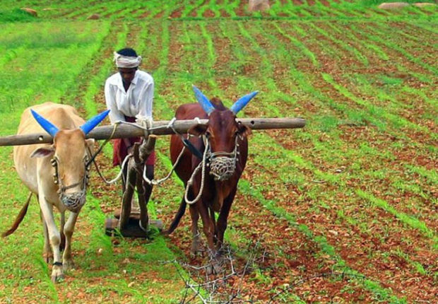 ಕೋವಿಡ್ 19 ಕಾಟ ಮಧ್ಯೆಯೇ ನಿಲ್ಲದ ಕೃಷಿ ಕಾಯಕ