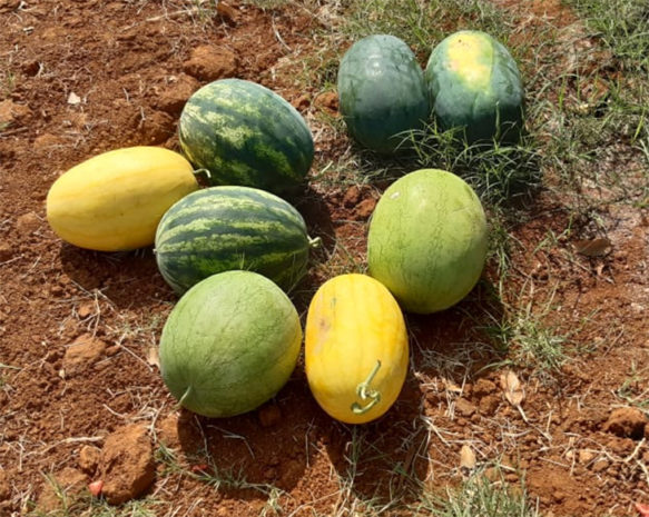 ರೈತರ ನೆರವಿಗೆ ನಿಂತ ಶಾಸಕ