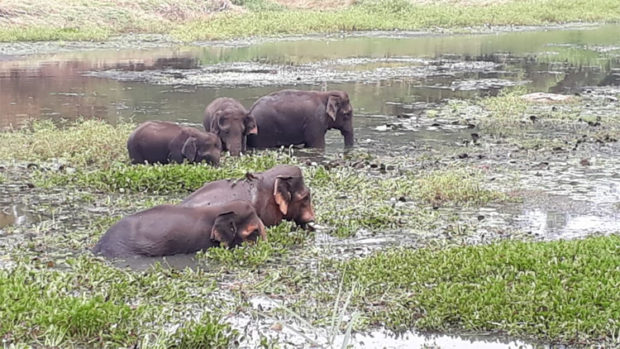 ಕೆ.ಕೋಡಿ ಹಳ್ಳಿ ಬಳಿ 5 ಕಾಡಾನೆ ಪ್ರತ್ಯಕ್ಷ!