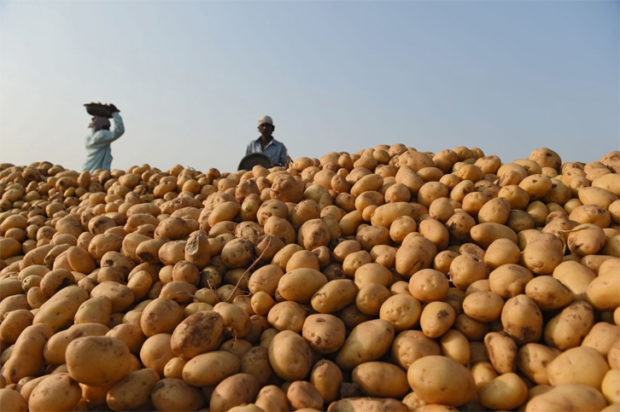 ರೋಗಮುಕ್ತ ಬಿತ್ತನೆ ಆಲೂಗಡ್ಡೆ ಪೂರೈಸಿ