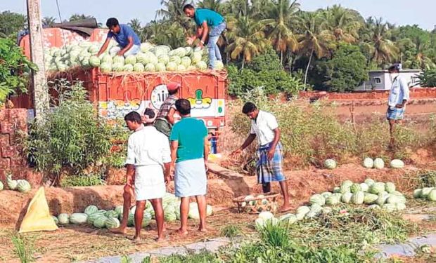 ಕೇಳುವವರೇ ಇಲ್ಲದ ಕಲ್ಲಂಗಡಿ ಹಣ್ಣಿಗೆ ಮುಂಗಡ ಬುಕ್ಕಿಂಗ್‌