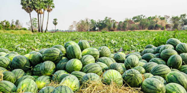 ತರಕಾರಿ-ಕಲ್ಲಂಗಡಿ ಬೆಳೆದ ರೈತನಿಗೆ ಆರ್ಥಿಕ ಸಂಕಷ್ಟ