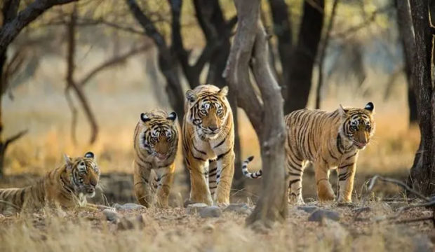 ಮೃಗಾಲಯ, ಅಭಯಾರಣ್ಯಗಳಲ್ಲೂ ತೀವ್ರ ಕಟ್ಟೆಚ್ಚರ