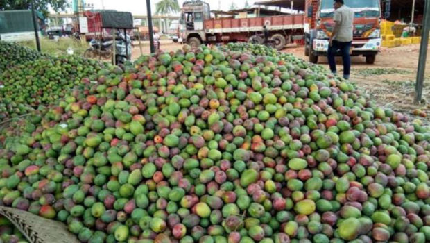 ಎಪಿಎಂಸಿಯಲ್ಲಿ ಮಾವು ವಹಿವಾಟು ಗೊಂದಲ