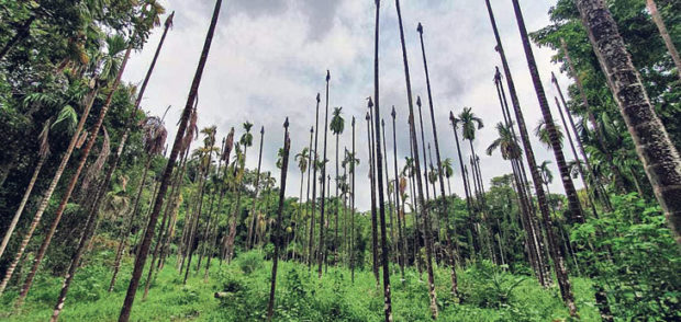 ಪ್ರವಾಹ ಪ್ರದೇಶದ ಅಡಿಕೆ ತೋಟಗಳು ವಿನಾಶದತ್ತ