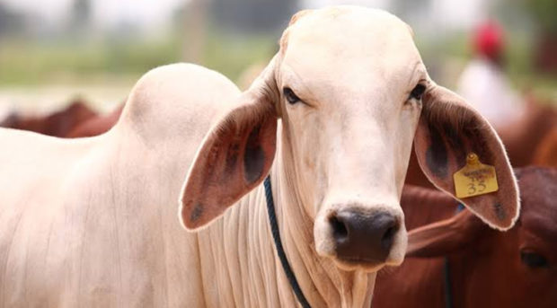 ಜಾನುವಾರುಗಳಿಗೂ ಉಂಟು ಆತ್ಮನಿರ್ಭರದ ಆಸರೆ!