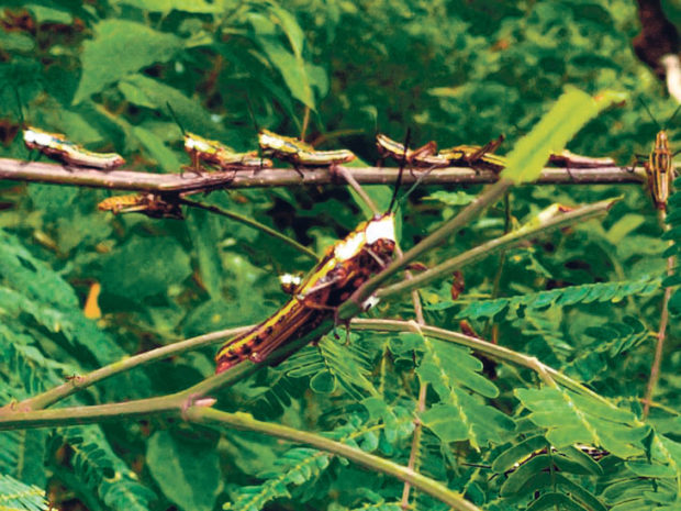 ಮಿಡತೆ ಹಿಂಡು ಪತ್ತೆ, ಆತಂಕ