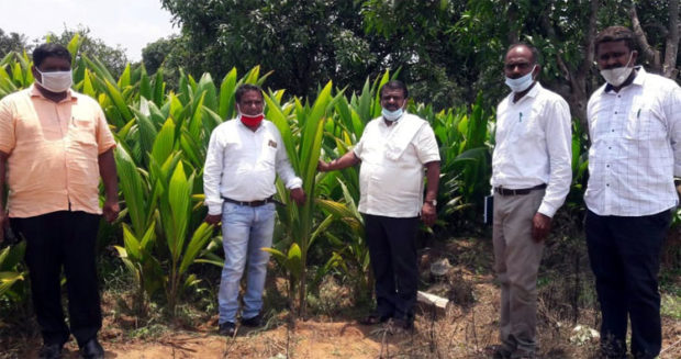 ತೆಂಗಿನ ಸಸಿಗಳು ವಿತರಣೆಗೆ ಸಿದ್ಧ