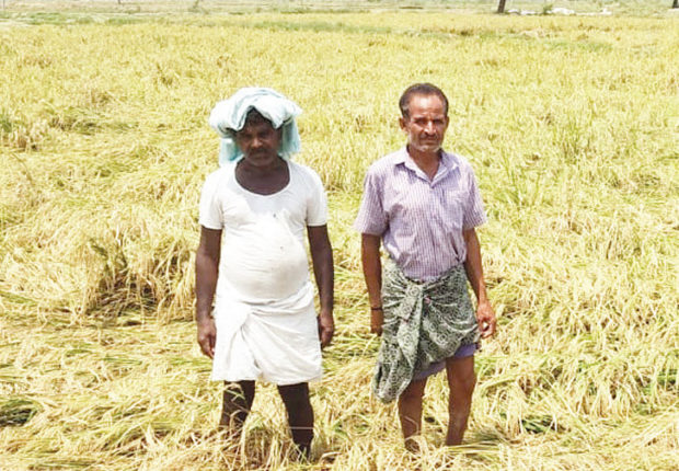 ಅಕಾಲಿಕ ಮಳೆಗೆ ಭತ್ತ ಬೆಳೆ ನಾಶ