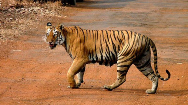 ದಕ್ಷಿಣ ಕೊಡಗಿನಲ್ಲಿ ಮತ್ತೆ ಹುಲಿ ದಾಳಿ