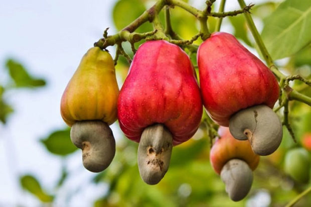 ಜಿಲ್ಲೆಯಲ್ಲಿ ಗೇರು ಕೃಷಿ ಖುಷಿ ತರುವ ನಿರೀಕ್ಷೆ