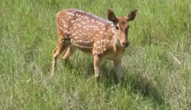 ಚಿಕ್ಕಬಳ್ಳಾಪುರ: ಬೀದಿ ನಾಯಿಗಳ ದಾಳಿಗೆ ಜಿಂಕೆ ಸಾವು