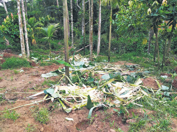 ಮುಂಡಾಜೆ: ತೋಟಗಳಿಗೆ ಕಾಡಾನೆ ದಾಳಿ, ಹಾನಿ