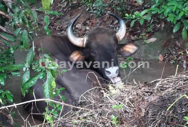 ಮೂಡುಬಿದಿರೆ ಪರಿಸರದಲ್ಲಿ ಅಸ್ವಸ್ಥಗೊಂಡ ಕಾಡುಕೋಣ ಪ್ರತ್ಯಕ್ಷ ! ಅರಣ್ಯ ಇಲಾಖೆಯಿಂದ ಚಿಕಿತ್ಸೆ