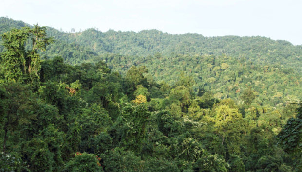 ಸಮೃದ್ಧವಾದ ಅರಣ್ಯಗಳು ಬೆಳೆಯಲಿ