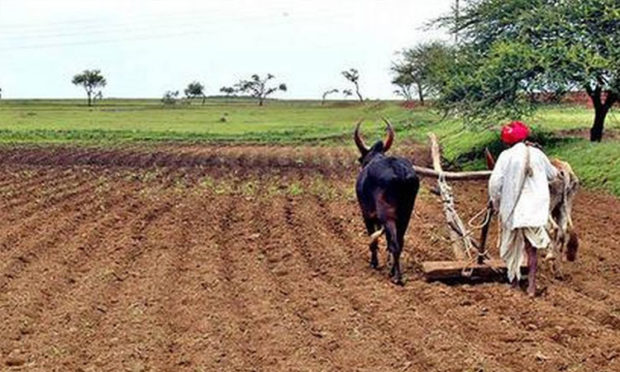 ಬಿತ್ತನೆ ಬೀಜಕ್ಕೆ ಹೆಚ್ಚಿದ ಬೇಡಿಕೆ