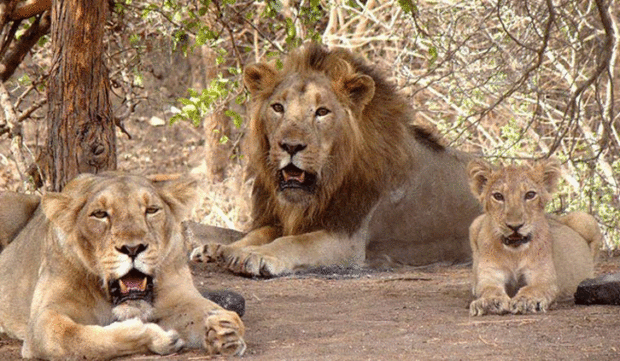 ಗುಜರಾತ್‌ನಲ್ಲಿ ಸಿಂಹಗಳ ಸಂಖ್ಯೆ ಶೇ.29ರಷ್ಟು ಏರಿಕೆ