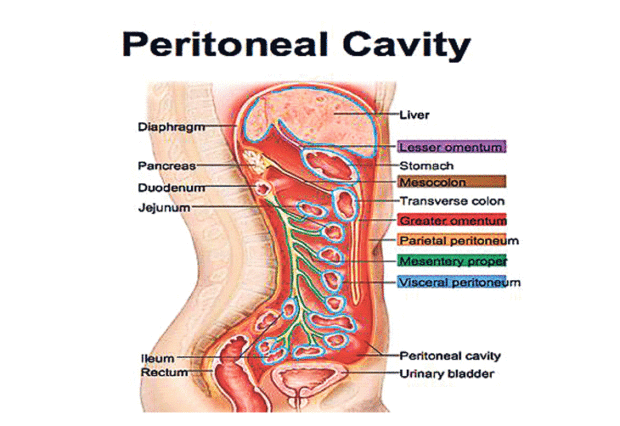 ಪೆರಿಟೋನಿಯಲ್‌ ಡಯಾಲಿಸಿಸ್‌