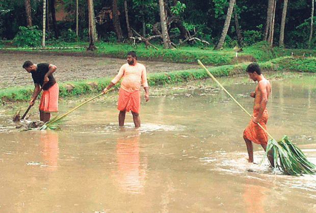 ಭತ್ತ ಕೃಷಿಯತ್ತ ಯುವಕರ ಒಲವು