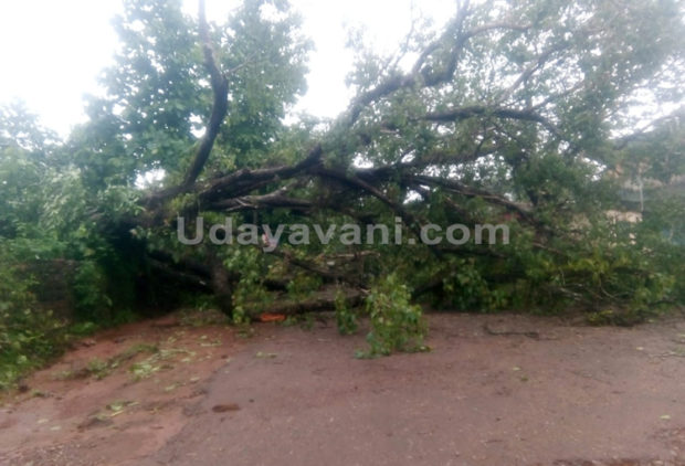 ಧರೆಗುಳಿದ ಬೃಹತಾದಾಕಾರದ ಅಶ್ವತ್ಥ ಮರ! ತಪ್ಪಿದ ಬಾರಿ ಅನಾಹುತ