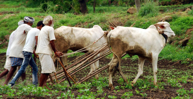 ರೈತರ ಮೊಗದಲ್ಲಿ ಹರ್ಷ ತಂದ ವರ್ಷ; ಚುರುಕುಗೊಂಡ ಬಿತ್ತನೆ ಕಾರ್ಯ