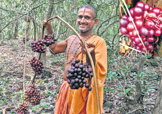 ಹೀಗೊಂದು ವನದ್ರಾಕ್ಷಿ! ಒಣದ್ರಾಕ್ಷಿಗಿಂತ ಭಿನ್ನ