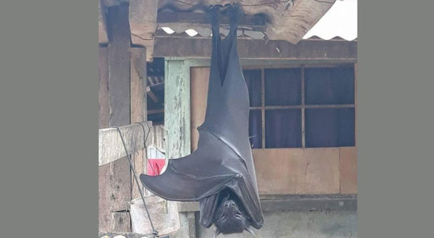 Human-Bat