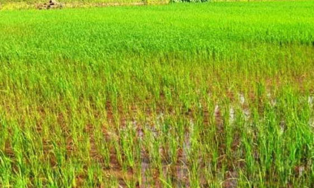 ಭತ್ತದ ನಾಟಿಗೆ ನೀರಿನ ಕೊರತೆ