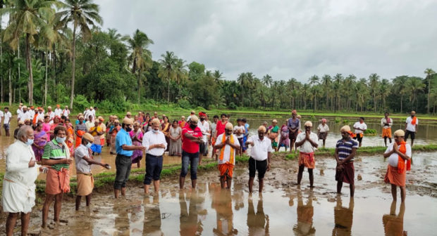 ಬದುಕು ಕಟ್ಟೋಣ ತಂಡದಿಂದ ಕೃಷಿ ಋಷಿ! 60 ಎಕ್ರೆ ಭತ್ತ ಗದ್ದೆಯಲಿ ನೇಜಿ ನಾಟಿ