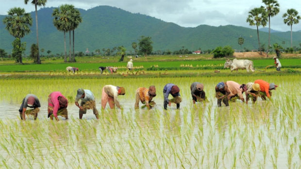 ಬಿರುಸಿನ ಕೃಷಿ ಕಾರ್ಯಕ್ಕೆ ಯಂತ್ರಗಳ ನೆರವು