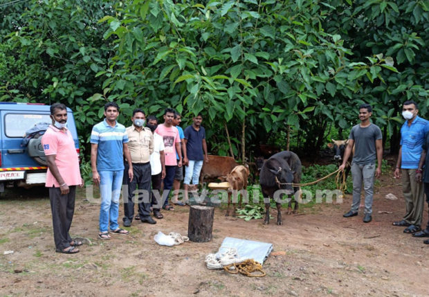 ಮಲ್ಲಾರು : ಅಕ್ರಮ ಗೋವಧಾ ಕೇಂದ್ರಕ್ಕೆ ದಾಳಿ ; ಹತ್ತು ಜಾನುವಾರುಗಳ ರಕ್ಷಣೆ