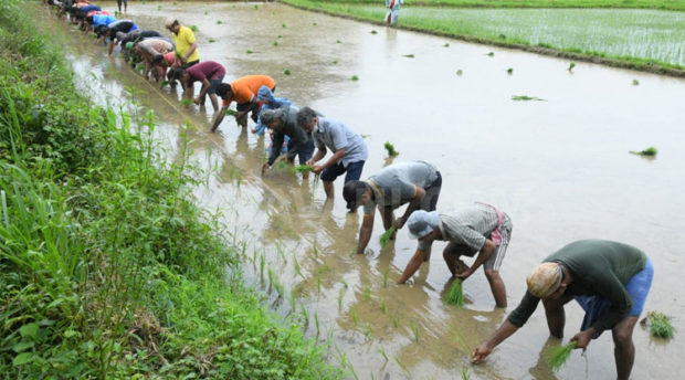 ಹಡಿಲುಗದ್ದೆ ಬೇಸಾಯ ಅಭಿಯಾನ