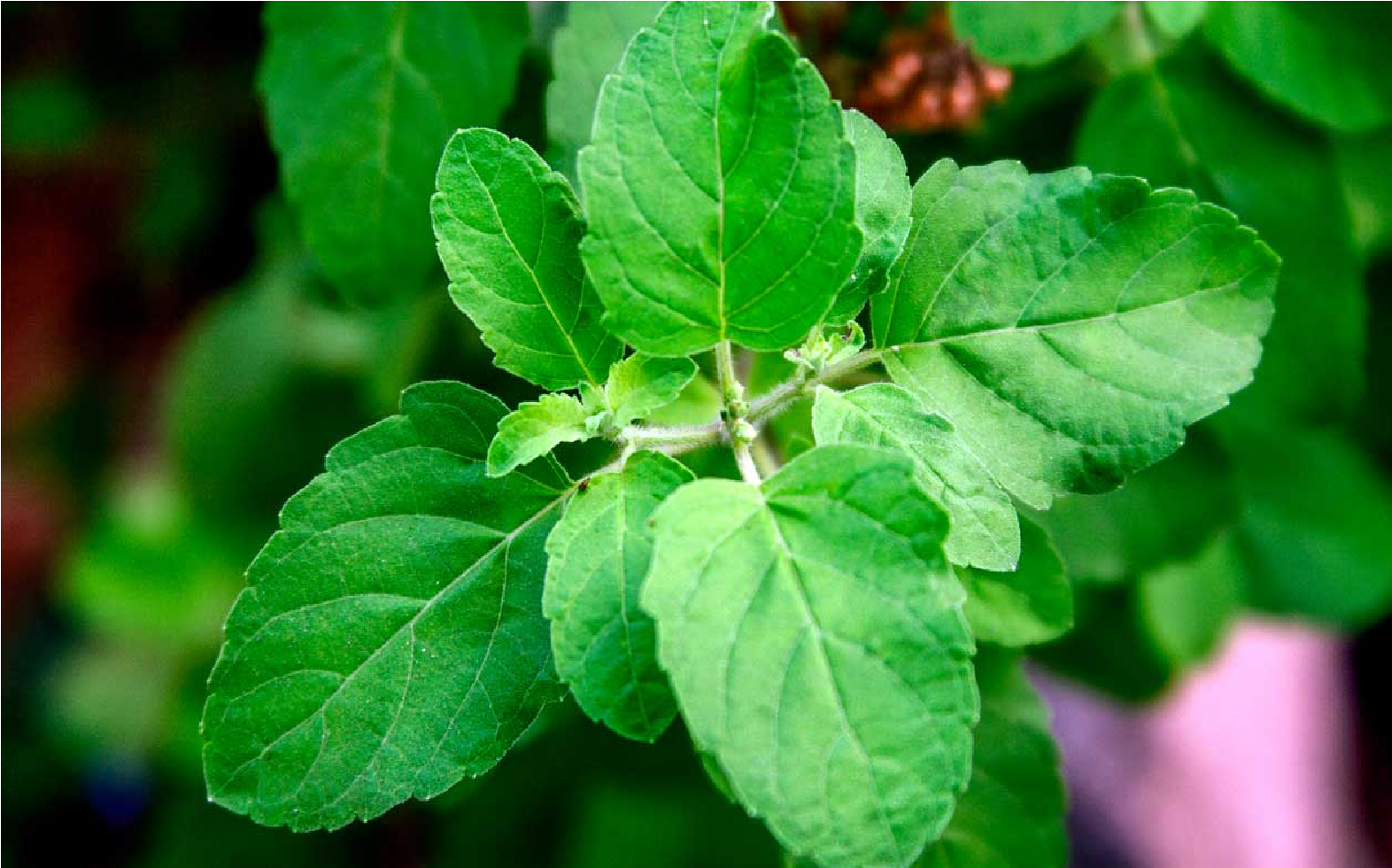 queen of herbs 10 health benefits of tulsi basil udayavani à²à²¦à²¯à²µ à²£ health benefits of tulsi basil