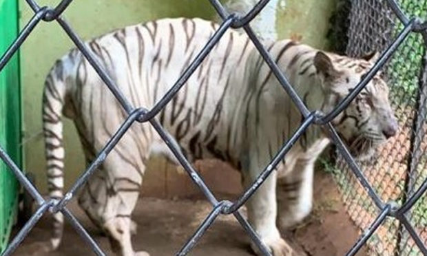 ವಾಜಪೇಯಿ ಮೃಗಾಲಯಕ್ಕೆ  ಬಂತು ಬಿಳಿ ಹುಲಿ-ತೋಳ